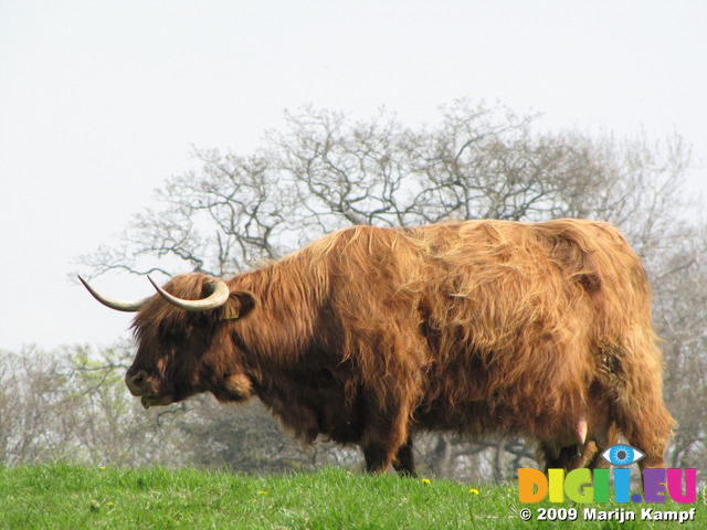 SX05291 Scottish highland cattle